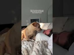 Does anyone else's dog do this?