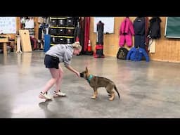 Amazing "BABY" GSD "Luey" 14 Wks Elite Level Home Raised Prof/Trained Family Personal Protection Dog
