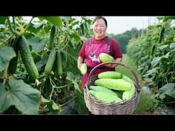 【陕北霞姐】洋芋黄瓜凉拌菜，霞姐做家常版“菜卷饼子”，超大饼子一个就吃撑！