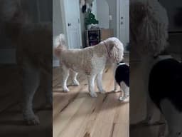 Why does he play like this?
