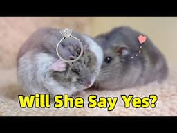 Hampter Proposal