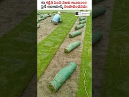 గడ్డితో మీరు నెలకి లక్షల ఆదాయం సంపాదించవచ్చు! #shorts #grass #sirishakandula