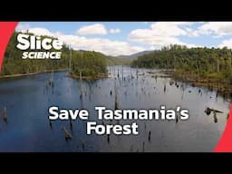 Tasmania’s Ancient Forest Under Threat – A Global Outcry | SLICE SCIENCE | FULL DOC
