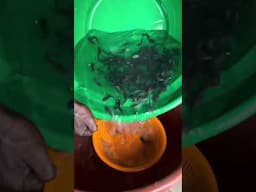 Buy your catfish fingerlings today #agriculture #fishfarming #catfishfarming