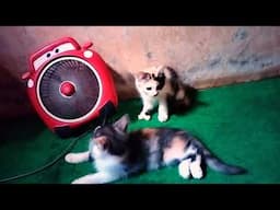 Cat lovers, kittens taking a nap with a fan