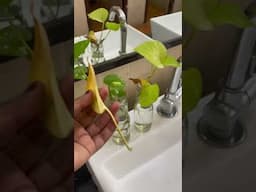 My plants inside my hostel room #iitjodhpur #iitiansvlogs