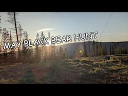 May Spring BEAR Hunt British Columbia 2025 4K