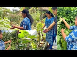ഇനി ചുരുങ്ങിയ സ്ഥലത്തും കൂടുതൽ കൃഷി ചെയ്യാം! രണ്ടര സെന്റിൽ ഷീജ ചേച്ചി ഒരുക്കി വമ്പൻ കൃഷിത്തോട്ടം