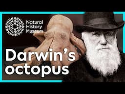 Charles Darwin and his favourite octopus | Natural History Museum