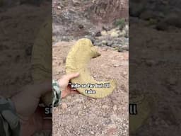 BUSTED Desert Bighorn Sheep 🐏 #bighornsheep