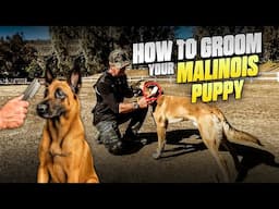 The Easy Way to Brush Your Malinois Puppy