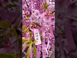 2025 Tokyo’s Cherry Blossoms 🌸