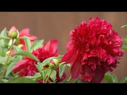 Great Gardening | Spring Gardening Success: Peonies and Seedling Care