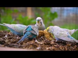 Happy Budgie Sounds for Lonely Birds!