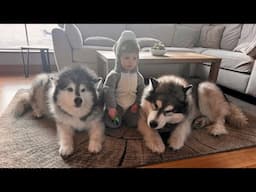 Little Boy Tries To Trick Dogs Dressed As Wolf! It Didn't Go To Plan!!