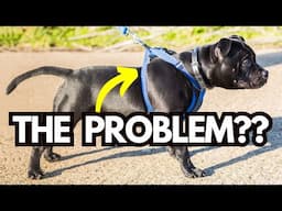 Stop Blaming the Harness! Why Dogs Pull On Leash & How to Fix It