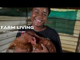 See his reaction | I surprised Masana with more chickens |  Millennial Homesteaders