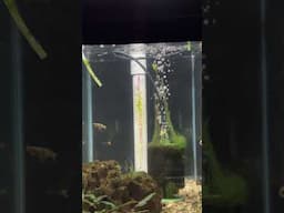 Black Bar Endlers Devouring Walter Worms