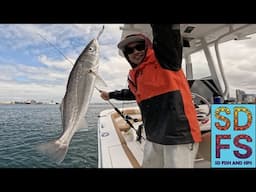 CORVINA, BASS & HALIBUT | Slow Pitch Micro Jigging San Diego Bay | Ahi Ikara Jigs & GT4 Fluorocarbon