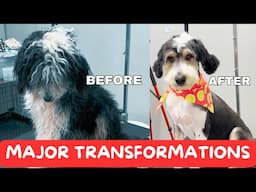 15 MAJOR TRANSFORMATIONS || DOG GROOMING