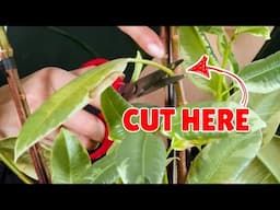 How to Trim a Rubber Plant ✂️ 🪴