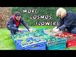 How to Get More Cosmos Flowers || Pinching, Propagating & Potting