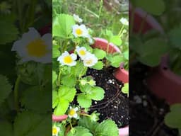 A beautiful Flower Spider has caught its prey in my strawberry flowers #nature #animals #mimicry
