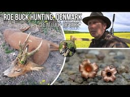 Bukkejagt 2025 Flot buk i rapsen. Roebuck hunting 2025. Rehbock jagd. Råbukk jakt.