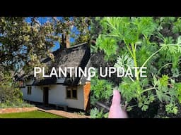 Planting / Garden update (21 April 2025)