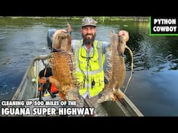 We're Taking Back Florida’s Monster Iguana Highway