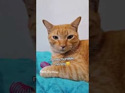 3 cosas que mantienen humilde a mi gato naranjoso 😹🤣 #gatosdivertidos #humordegatos #michis