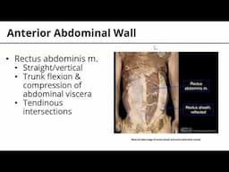 Abdominal Wall