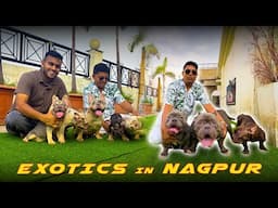 Exotic French & British Bulldogs ,American Bully in Nagpur (Maharashtra)😱