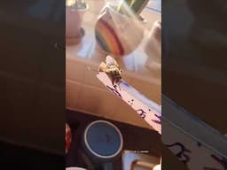 Venues Flytrap feeding time!