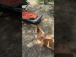 Teton Vista 1 Cot Tent and Lizzy the Corgi and Esme for an Overnight Forest Camp 🏕️