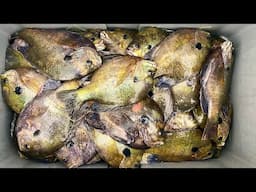2 HOURS of GIANT BLUEGILL, SHELLCRACKER and COPPERNOSE BREAM! -- Her BIGGEST Ever! (Catch and Cook!)