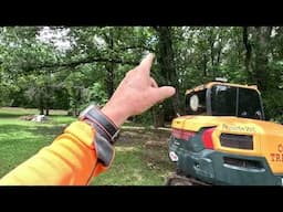 Storms and high wind are devastating trees here