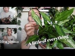 REPOTTING 2 COOL POTHOS -- TRYING A NEW SOIL -- PLUS A FEW NEW PLANTS!