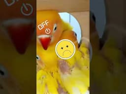 What Happens When Lovebird Eggs Hatch In The Nest?