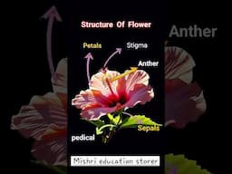 Flower | structure of flower | parts of flower