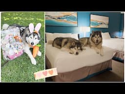 Our life with Malamutes vlogs