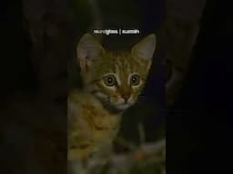 Little Wild Lives ft. Desert Kittens | Cute Wild Animals | @RoundglassSustain #shorts
