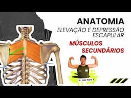 Elevação da Escápula: Músculos Secundários