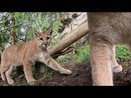 Rescued Cougar Cubs Come Out To Play