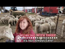Working With Sheep Is NOT always EASY!