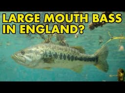 Are There Large Mouth Bass in England? : Fish Myths UK