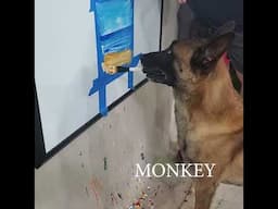 MONKEYS SEA SCAPE 2