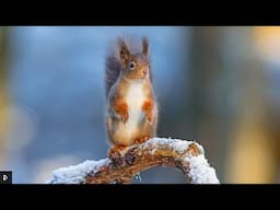 WinterWatch 2021(January) Day 2