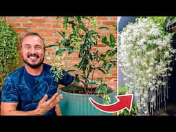 JASMIM CHORÃO: Dicas Infalíveis para CULTIVAR a Planta MAIS QUERIDA do Brasil