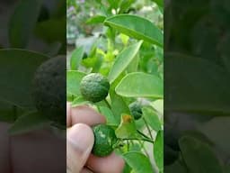 কচি আম, লেবুর  বিকৃতি রুখবেন কী করে? How to Save Small Mango and Lemon from Fruits Deformation?